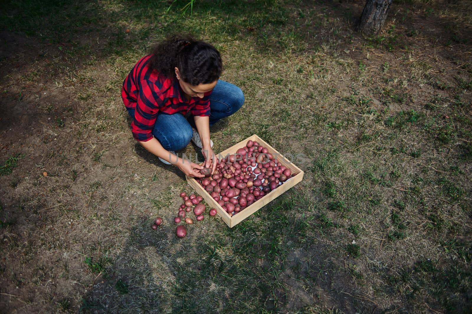 View from above of an eco farmer, in plaid shirt and blue denim jeans, sorting freshly dug out potatoes into a wooden crate, for sale in local farmers markets. Agricultural hobby agribusiness concept