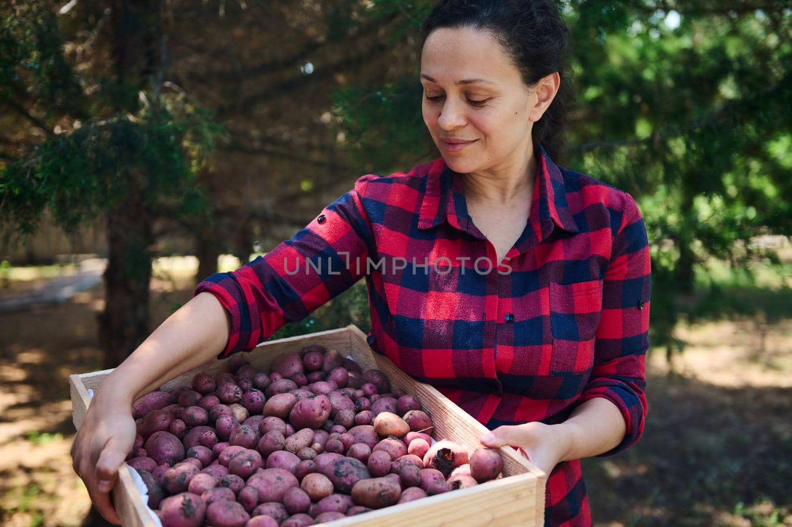 Charming middle-aged woman farmer, in a plaid shirt carrying a wooden box of freshly dug potatoes in organic farm. Harvesting. Seasonal harvest time. Agriculture. Agribusiness. Growing eco vegetables