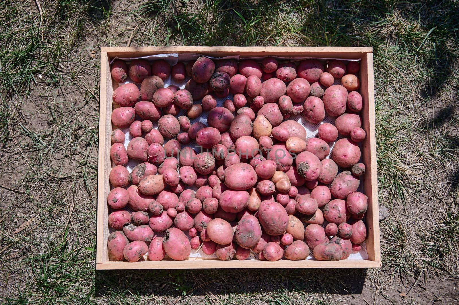 Flat lay of wooden crate with freshly dug out crop of potatoes. Growing and harvesting organic vegetables in an eco farm by artgf