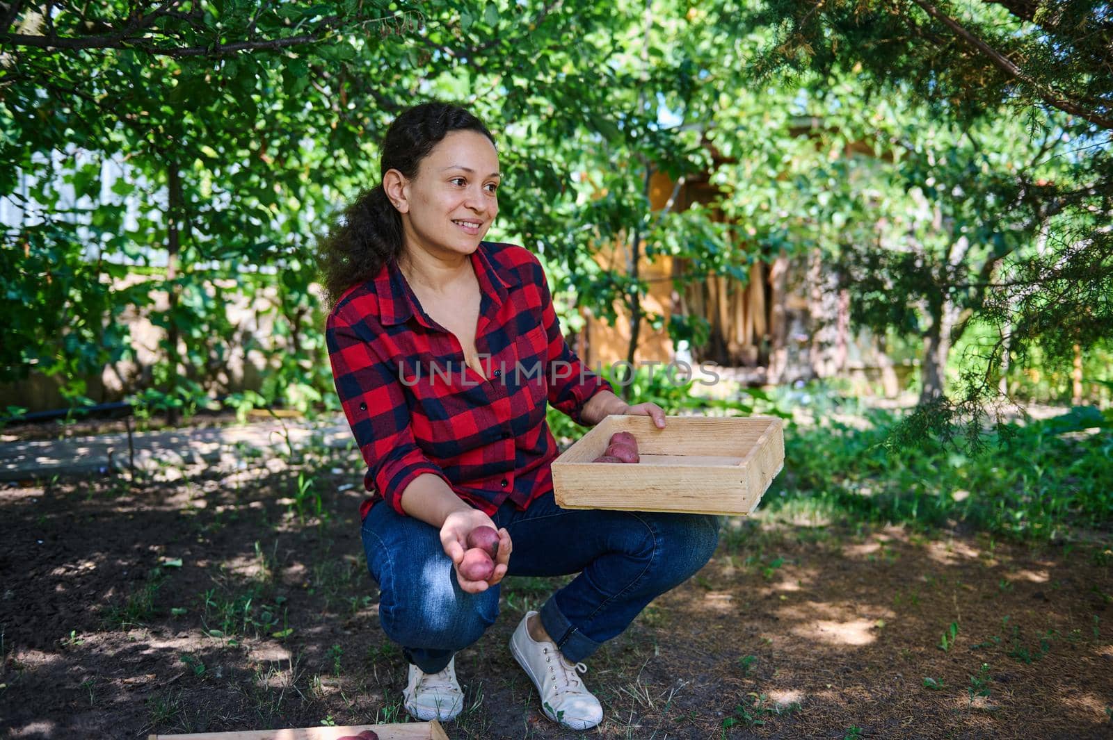 Successful multiethnic woman in plaid shirt, amateur farmer, smiles looking aside, sorting freshly dug potatoes into wooden boxes, on the backyard of her country house. Agricultural hobby and buisness