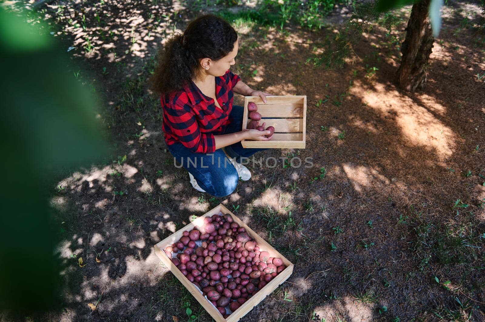 Top view of female farmer, eco farm worker, agronomist sorting freshly dug potatoes in wooden crates. Harvesting. Growing organic vegetables for sale. Harvest season. Agribusiness. Agricultural hobby