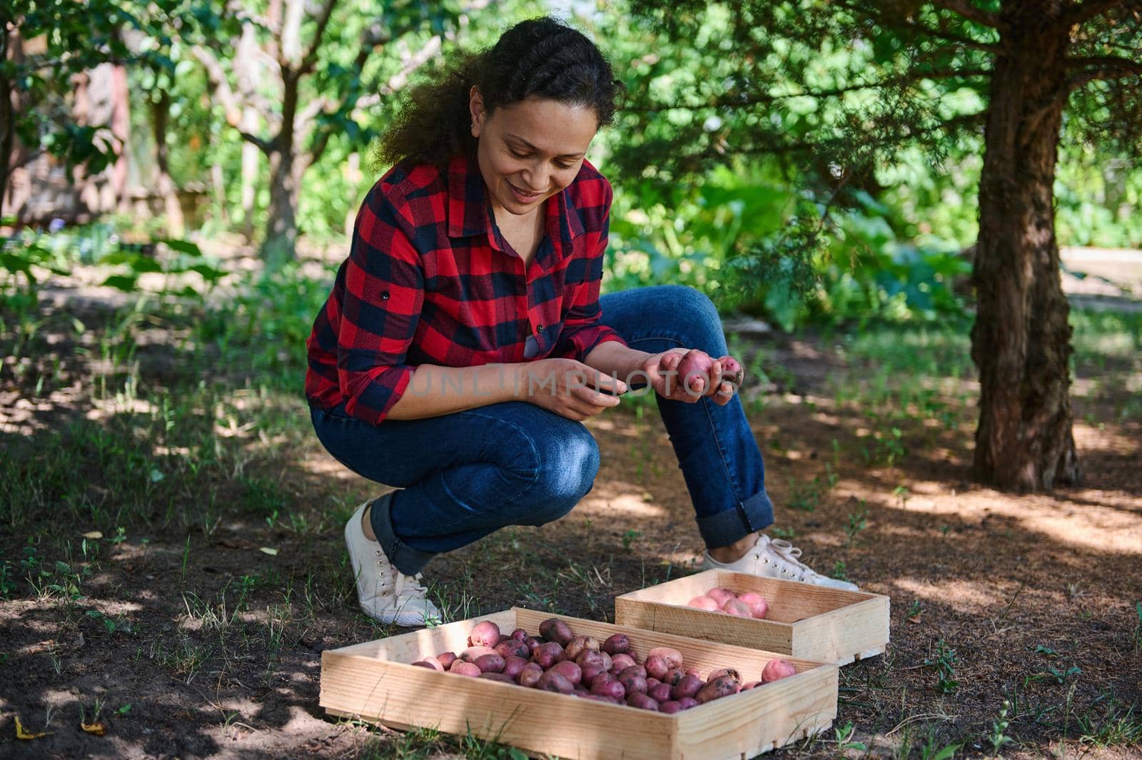 Farmer agriculturist sorting out potatoes. Pleasant woman gardener inspects crop on ground, potato tubers. Female eco farm worker on fertile soil with harvest organic potatoes. Seasonal harvest time