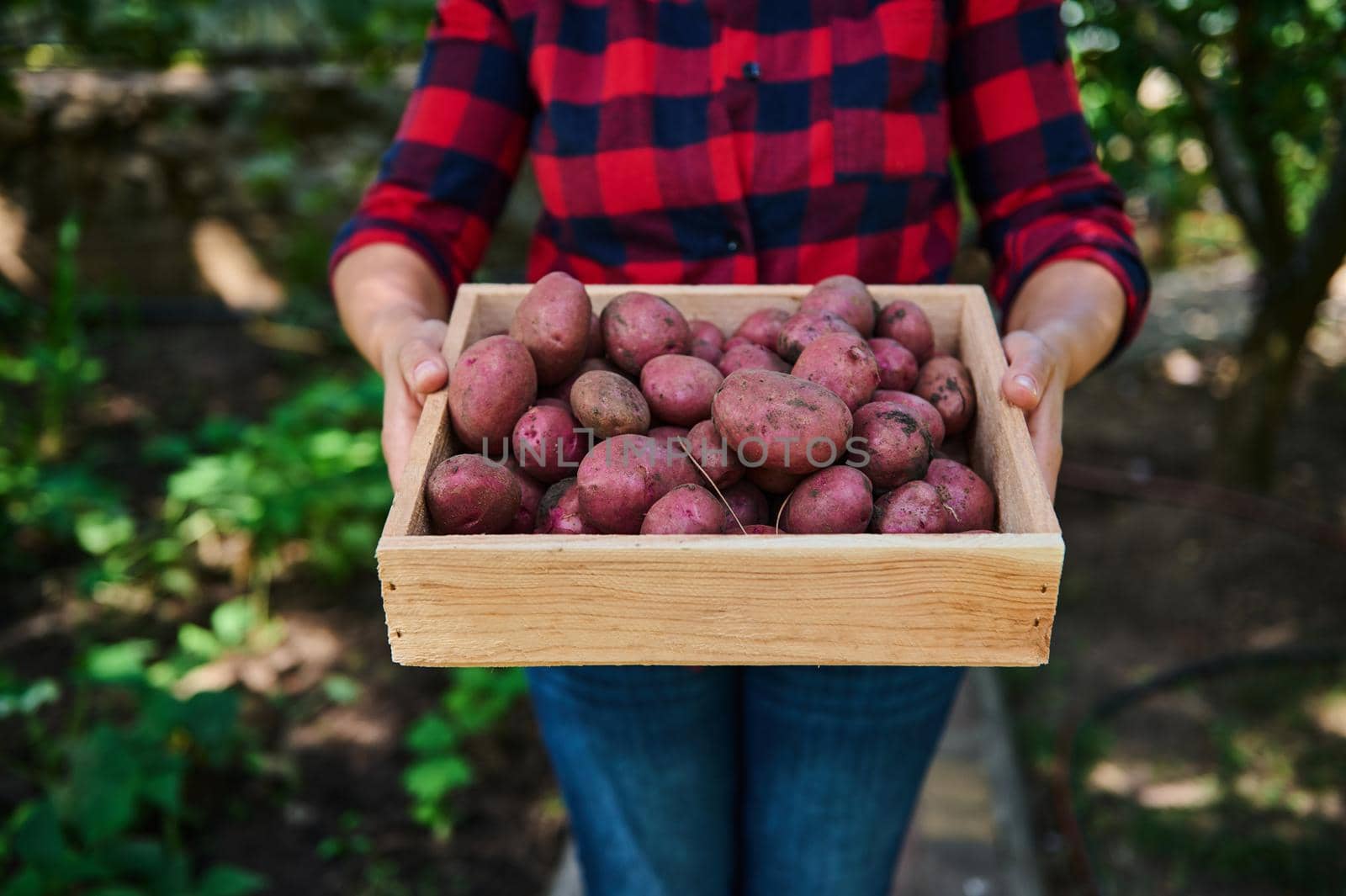 Close-up of a gardener in a red plaid shirt, holding a wooden crate of harvested organic dug up potatoes, for sale at the local farmers market. Gardening. Eco farming. Vegetable delivery concept