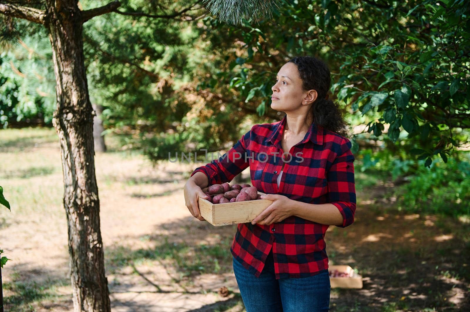 Front view of a woman farmer walking, carrying a box of fresh harvested crop of organic pink potatoes on an organic farm. Happy young female gardener harvesting agricultural plants on the farmhouse.