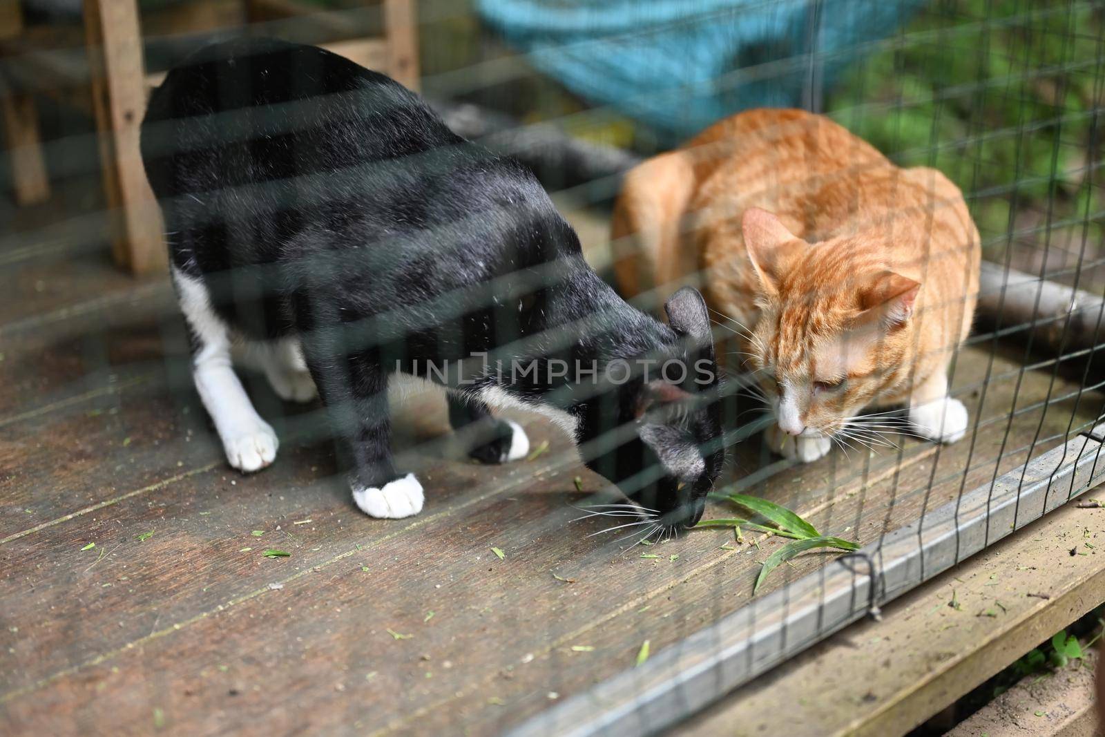 Two lovely cats are eating grass in a black cage at an animal shelter.