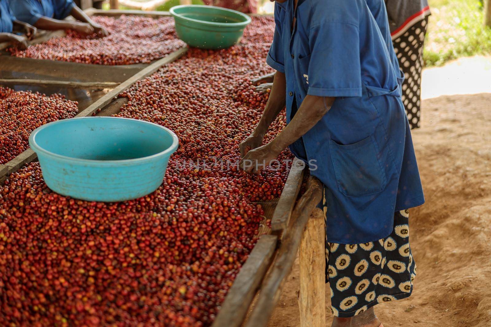 Cropped photo of African American woman sorting coffee berries using a large bowl. Rwanda. Coffee production