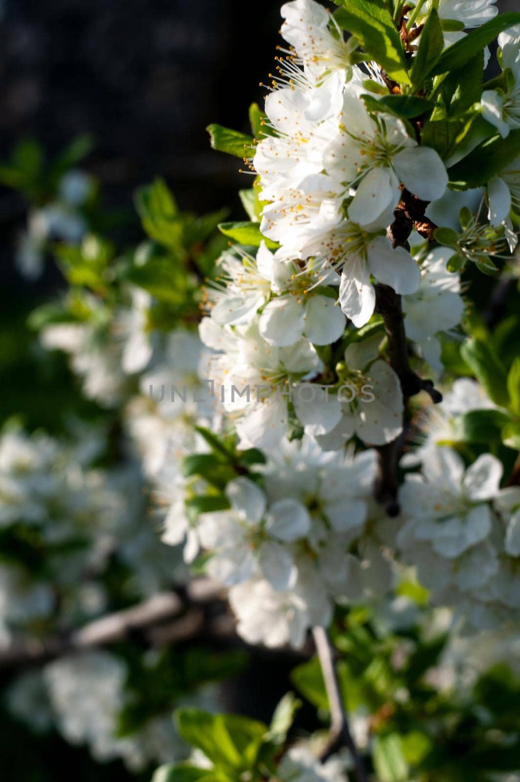 Blossom cherry tree flowers close-up photography