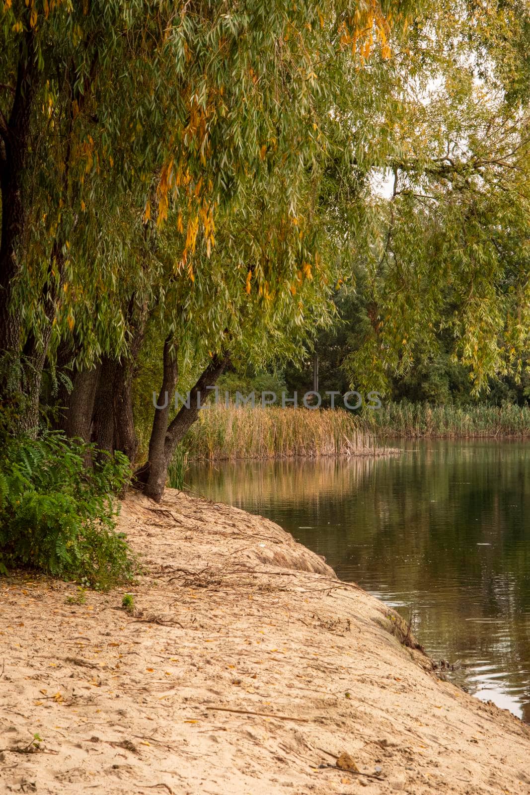 Ukraine, Kyiv - 9 October 2020:: Trees near lake Nebrezh