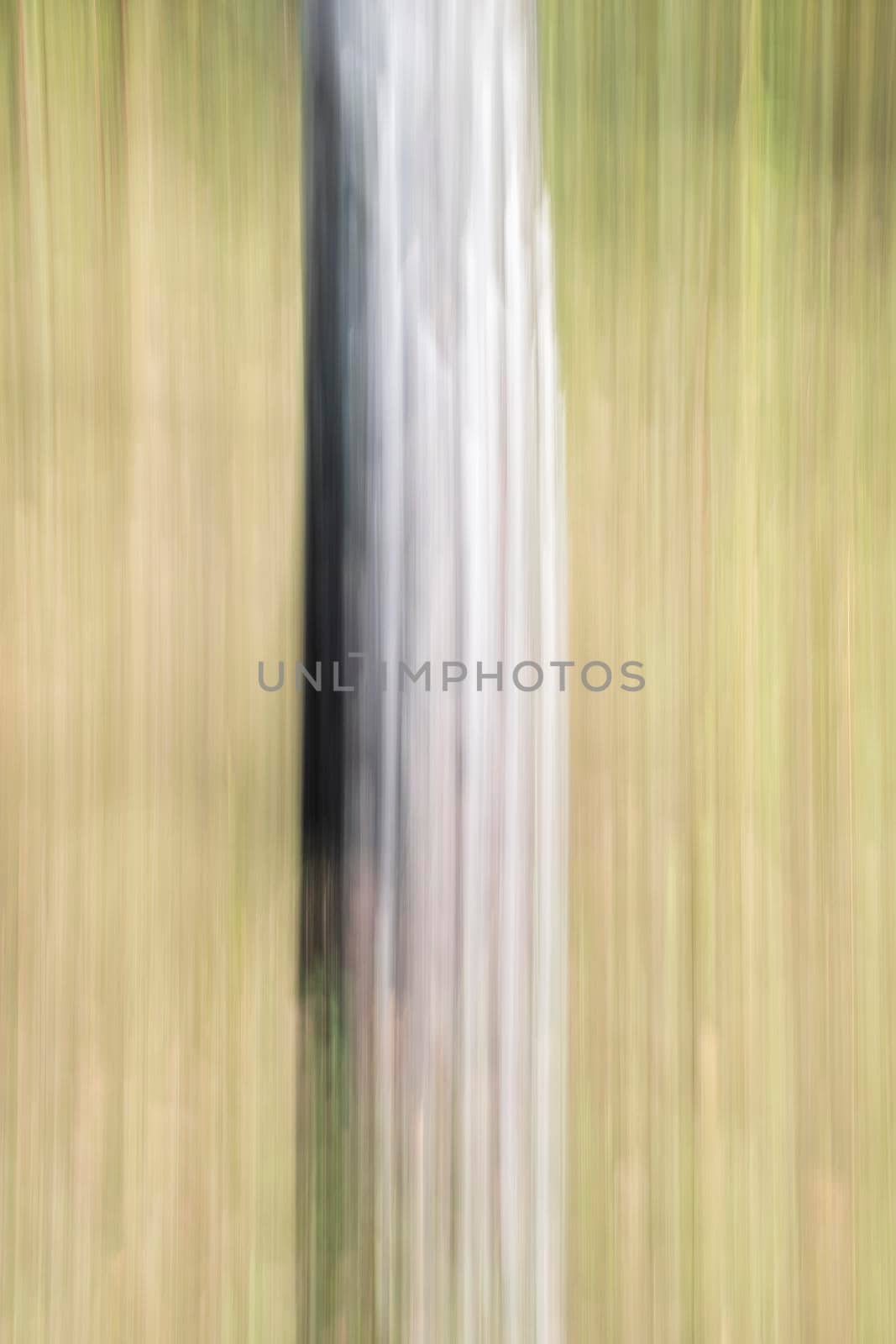 Abstract wood trees background. Camera low shutter panning shot