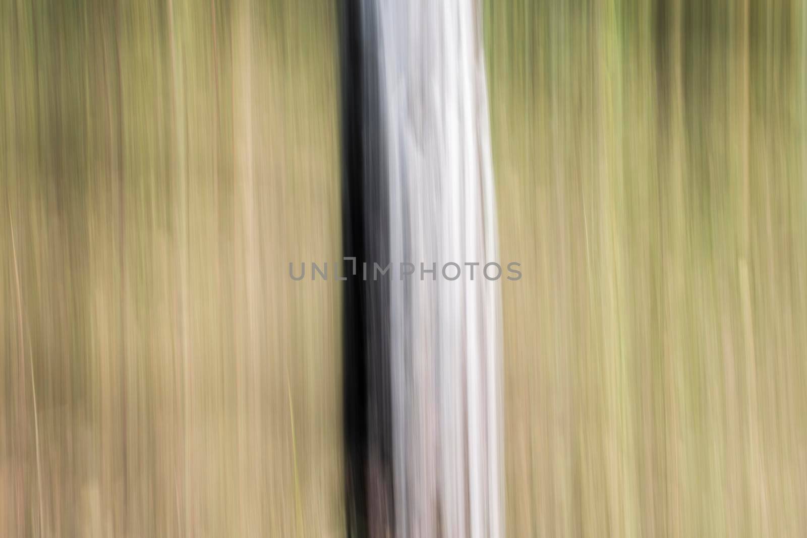 Abstract wood trees background. Camera low shutter panning shot