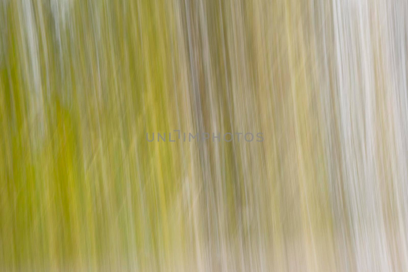 Abstract wood trees background. Camera low shutter panning shot