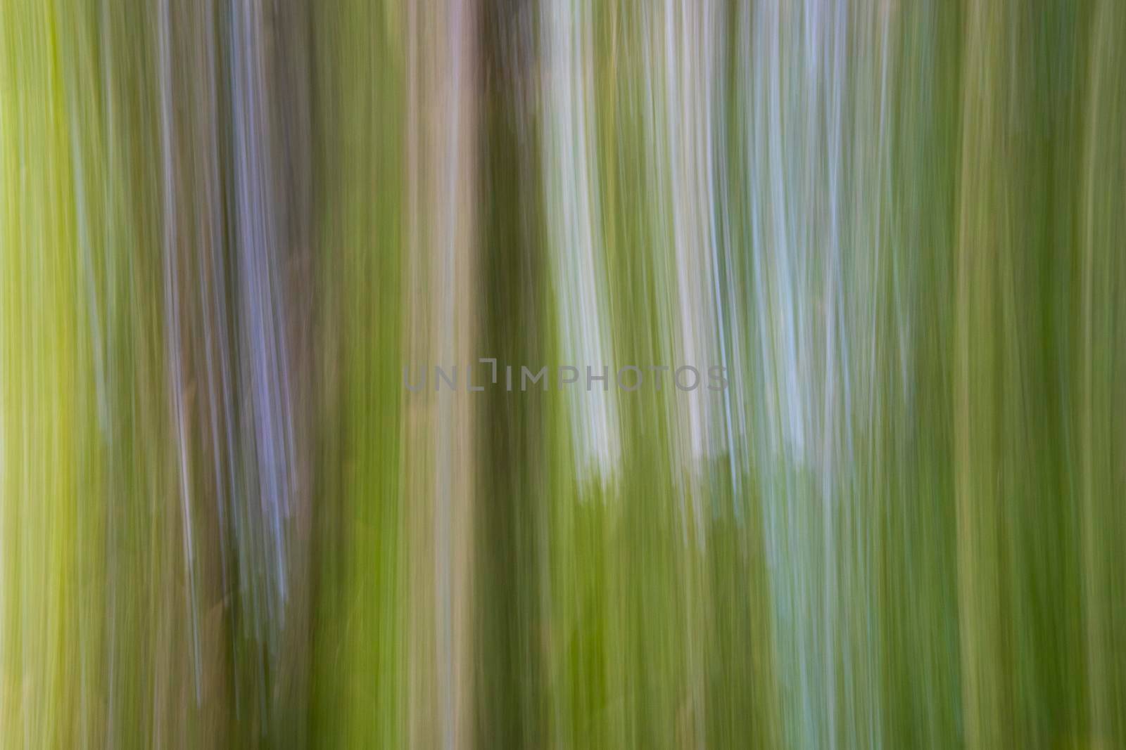 Abstract wood trees background. Camera low shutter panning shot