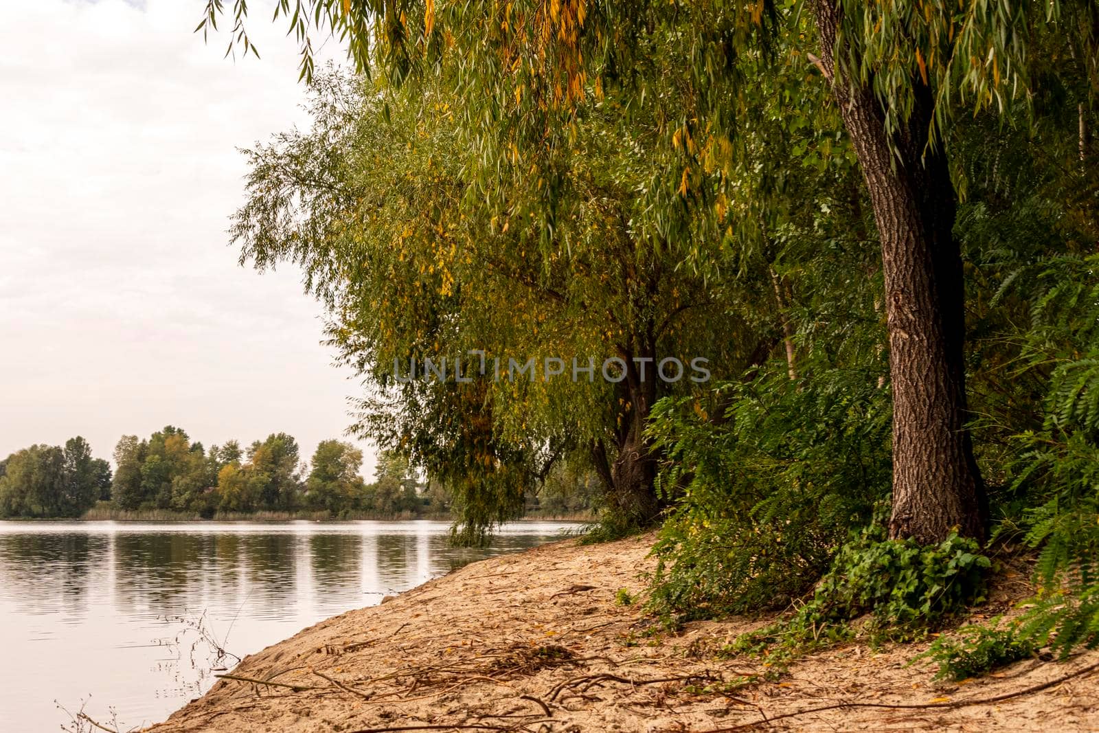 Ukraine, Kyiv - 9 October 2020:: Trees near lake Nebrezh