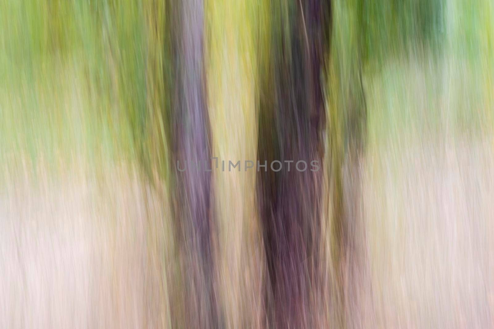 Abstract wood trees background. Camera low shutter panning shot