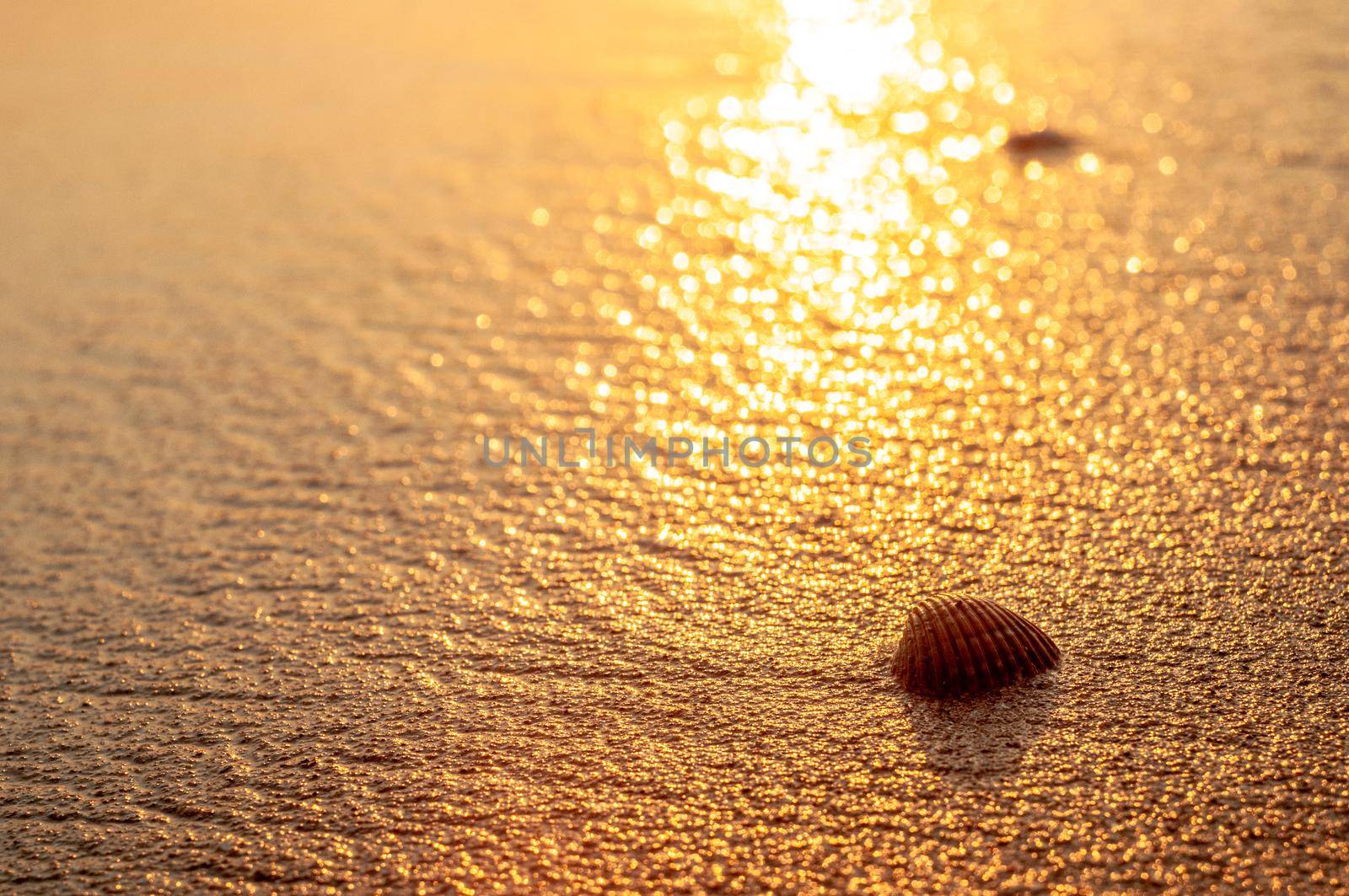 Sea mollusk shell on the beach sand