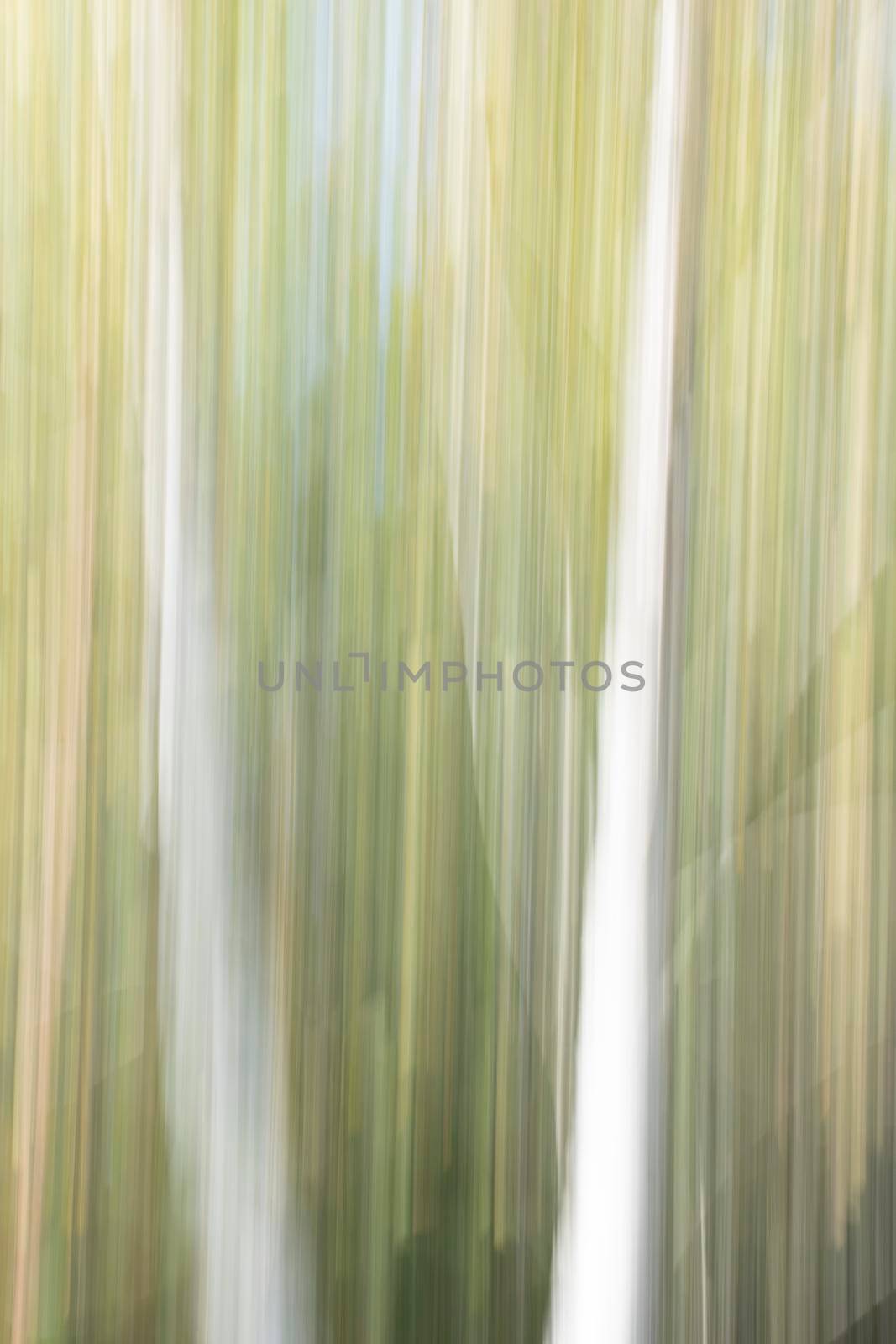 Abstract wood trees background. Camera low shutter panning shot