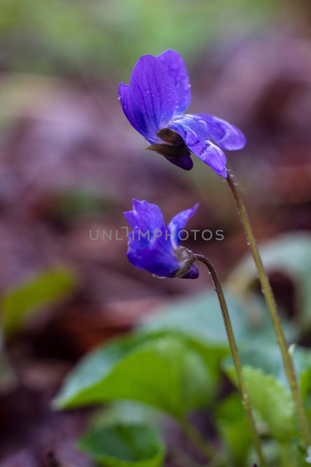 Viola reichenbachiana wild forest flower closeup photography