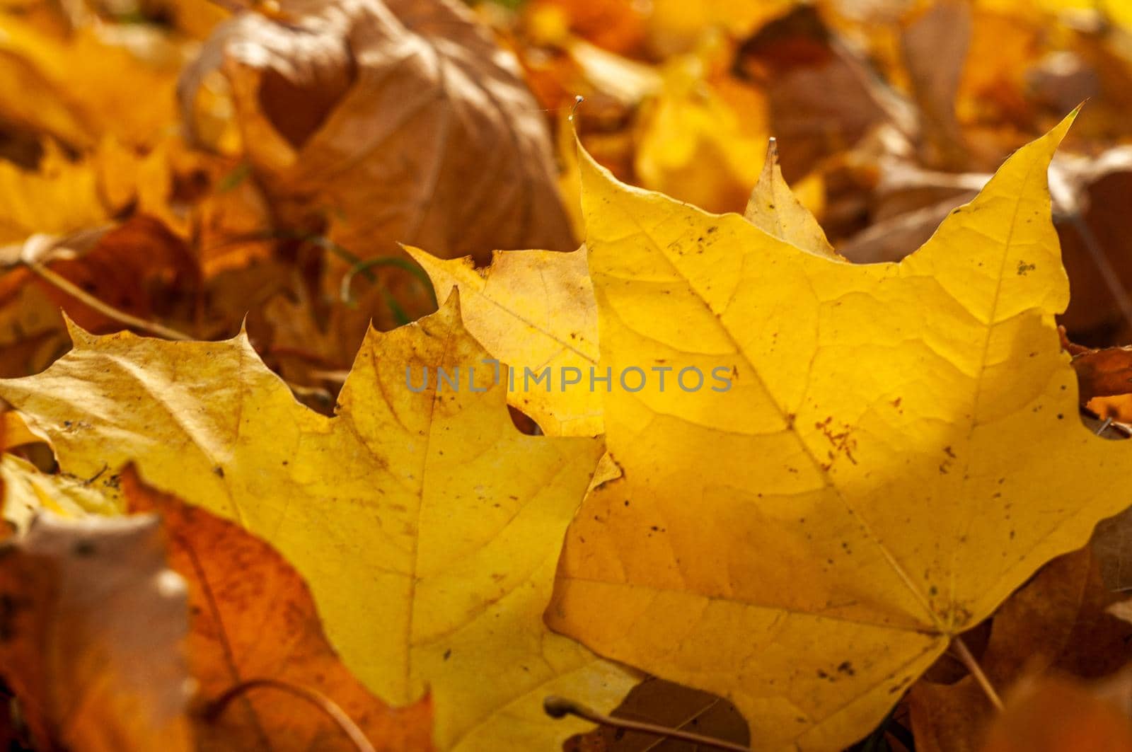 Colorful autumn fall maple leaves on the ground. Soft close-up photo