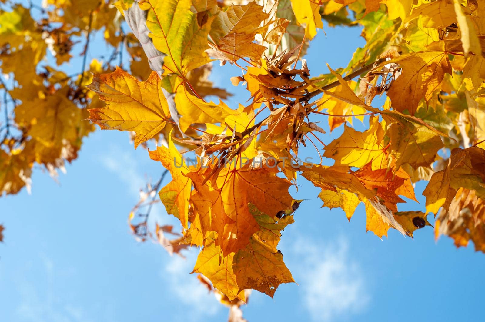 Colorful autumn maple leaves on a tree branch. Soft close-up photo