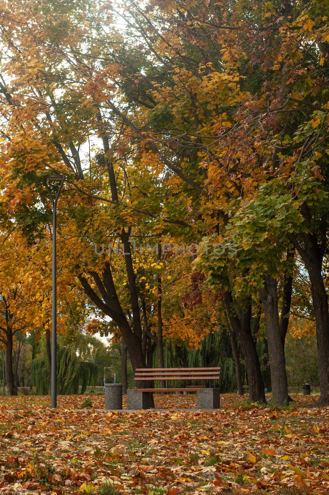 Bila Tserkva, Ukraine - 11 october 2019. Colorfull fall tree in small park near river Ros