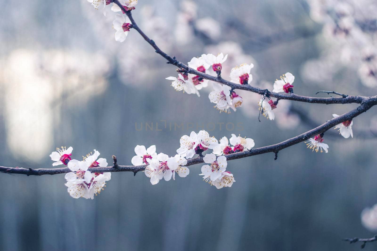 Kyiv, Ukraine, april 2014: Blossom of the Wild Plum in the forest