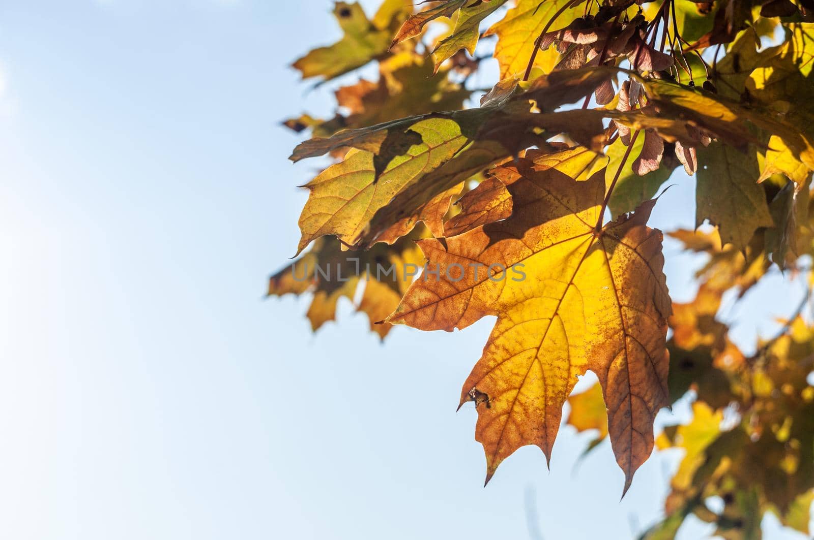 Colorful autumn maple leaves on a tree branch. Soft close-up photo