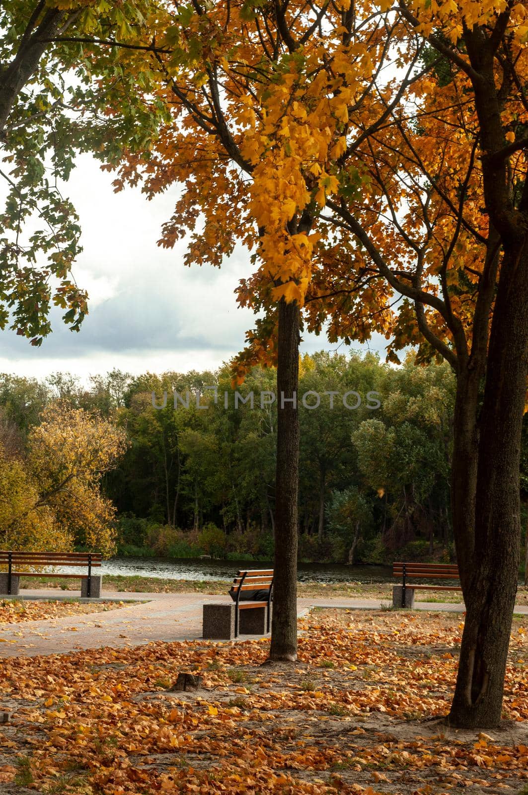 Bila Tserkva, Ukraine - 11 october 2019. Colorfull fall tree in small park near river Ros