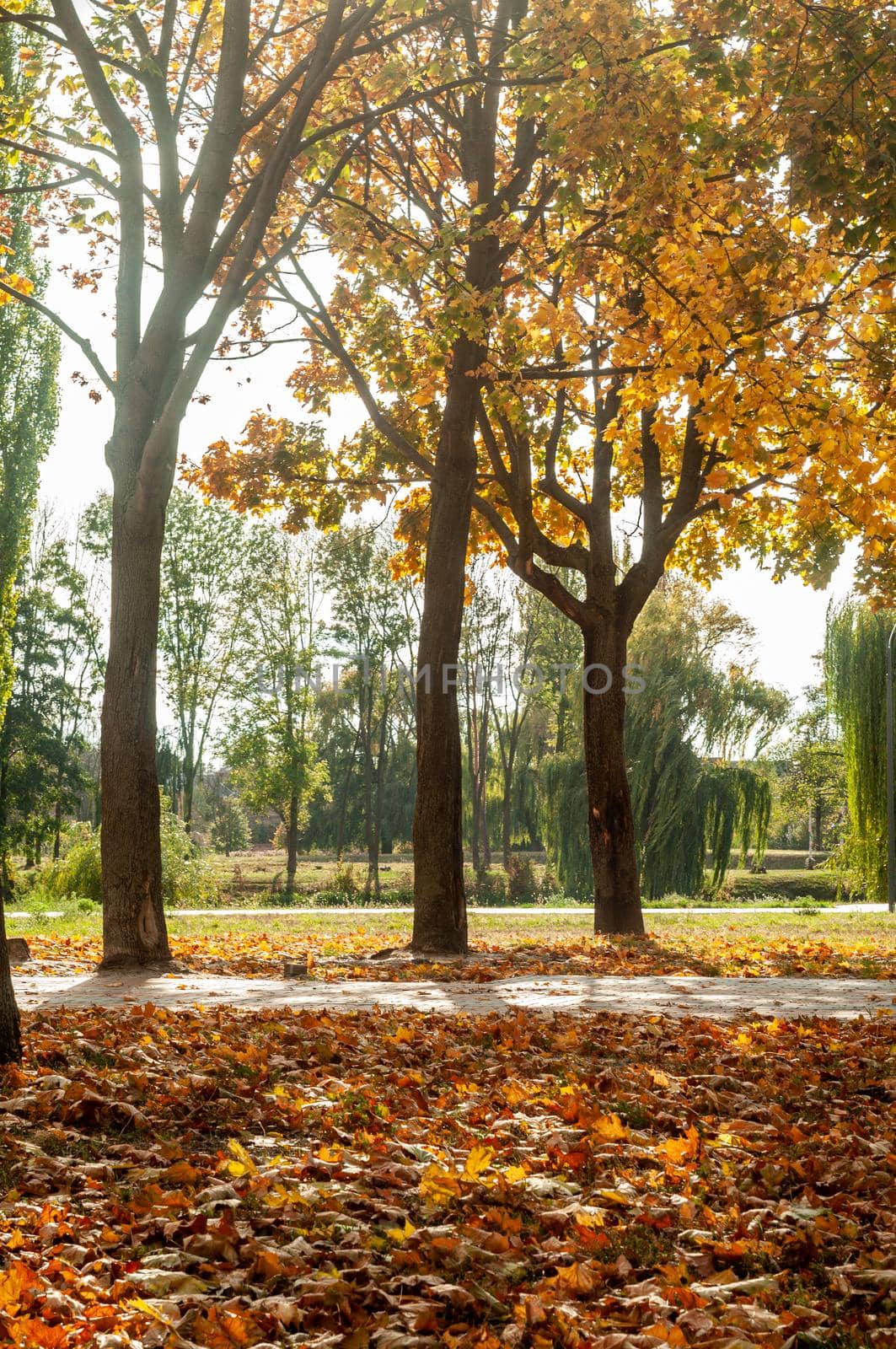 Bila Tserkva, Ukraine - 11 october 2019. Colorfull fall tree in small park near river Ros