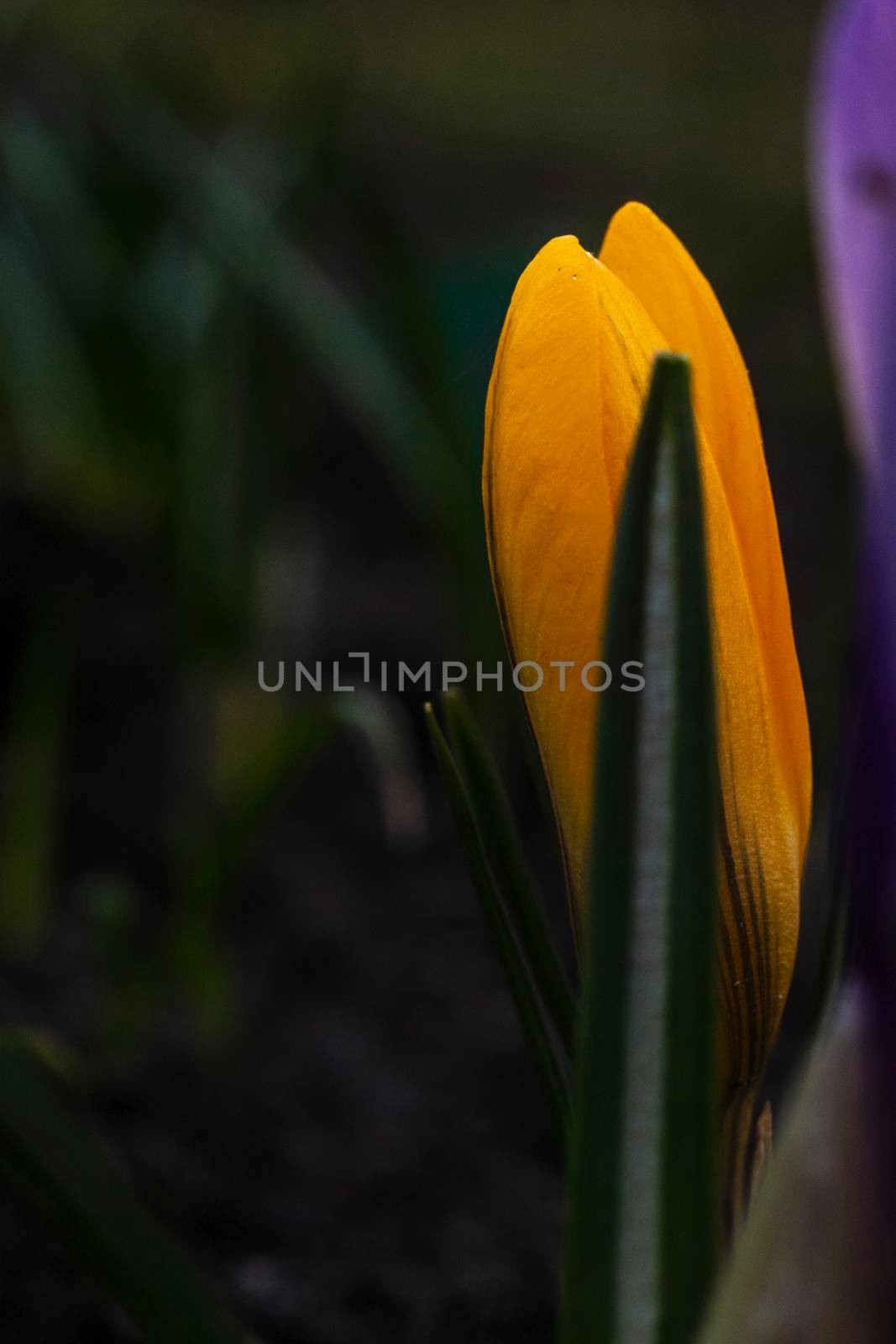 Close-Up Saffron Crocuses in the garden Spring April 2021