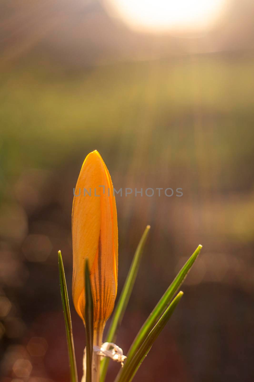 Close-Up Saffron Crocuses in the garden Spring April 2021