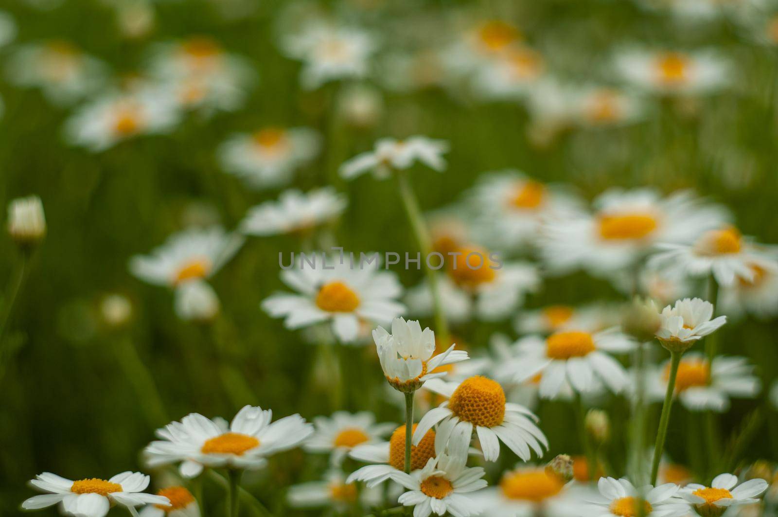 Wild Chamomile flower close-up with blurred background photography