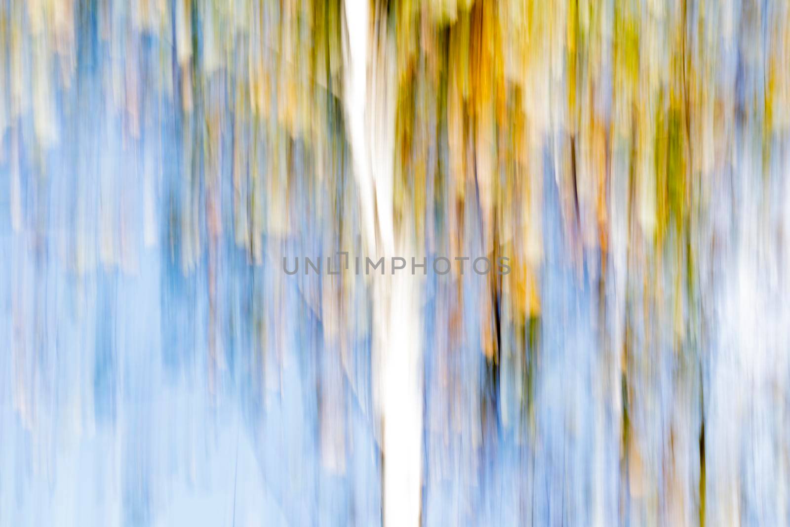 Abstract wood trees background. Camera low shutter panning shot