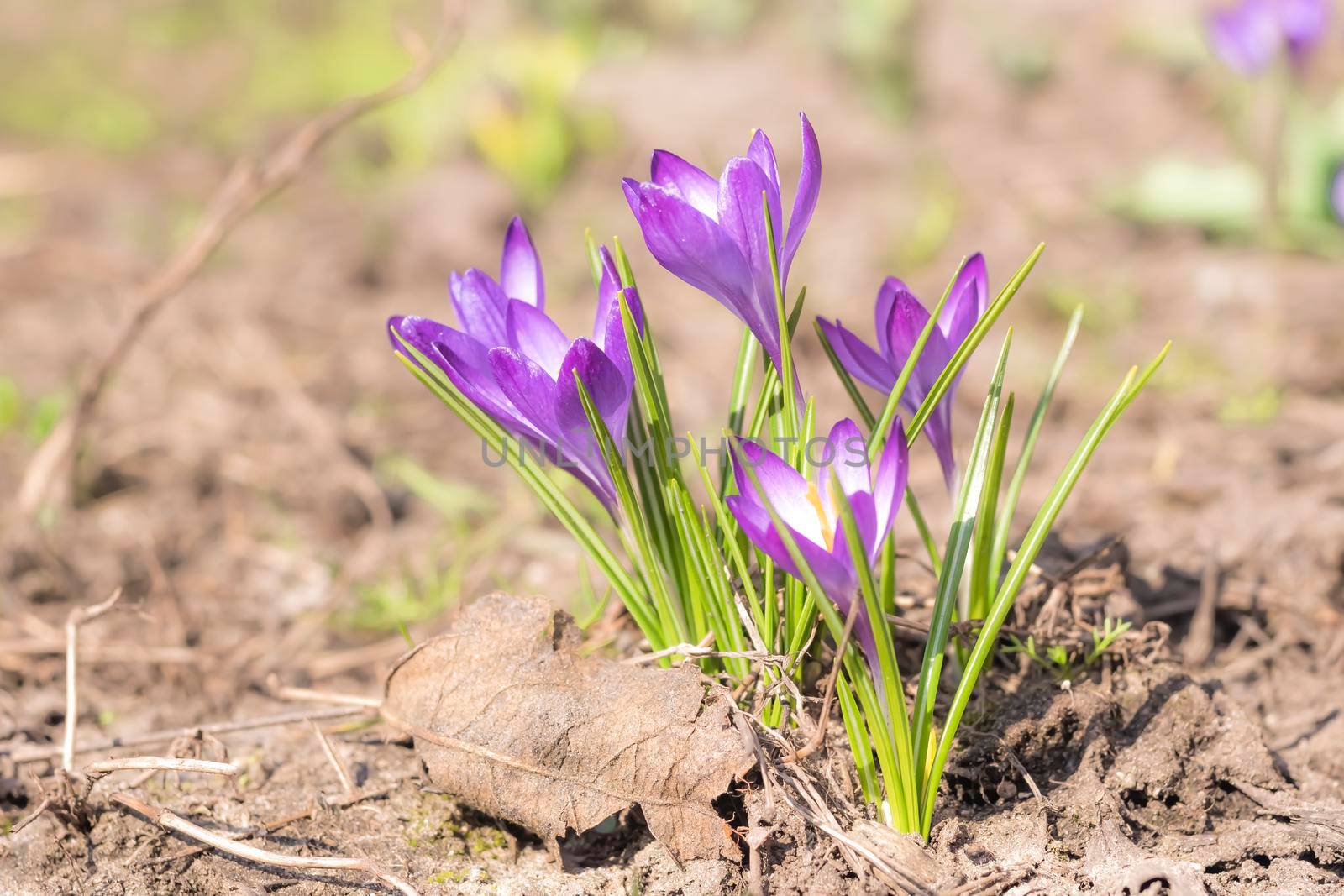 Close-Up Saffron Crocuses in the garden Spring 2021