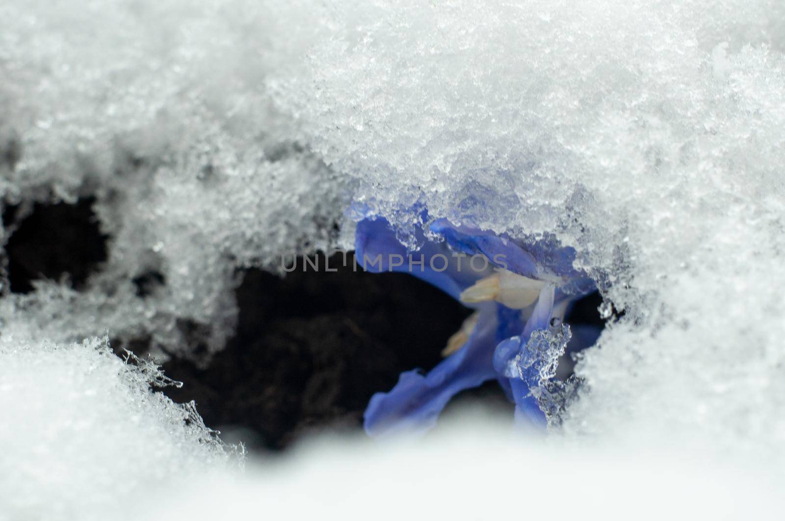 First spring flowers with snow in 22 March 2020