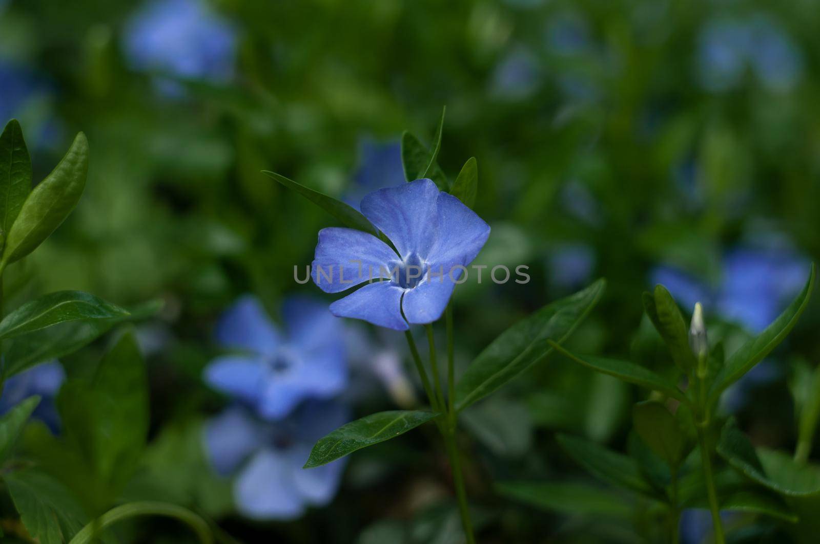 Vínca Periwinkle flower close-up photography