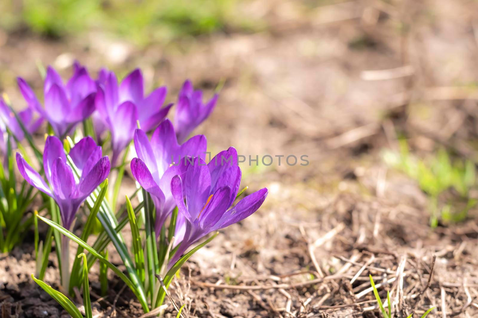 Close-Up Saffron Crocuses in the garden Spring 2021