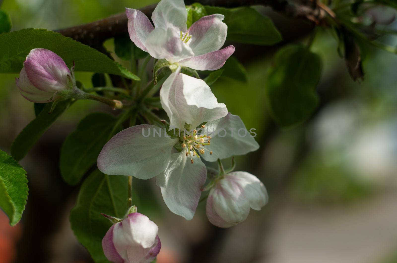 Blossom Apple tree flowers close-up photography