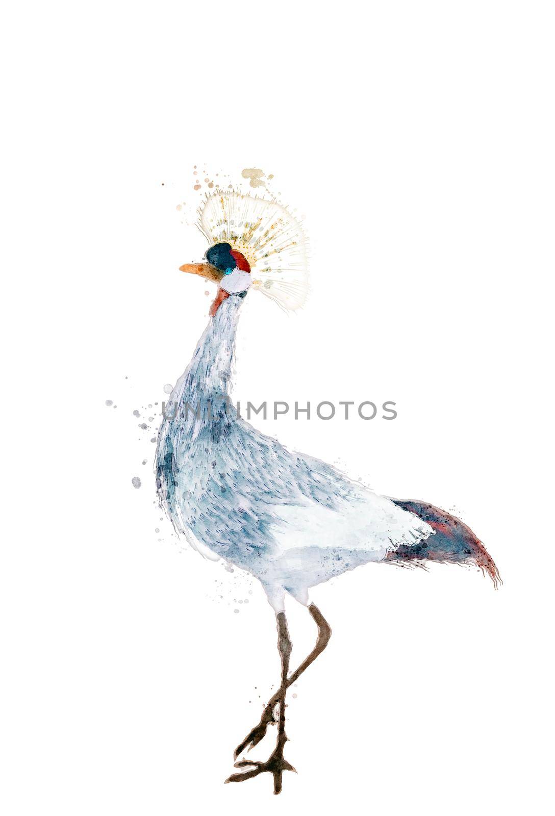 Watercolor grey crowned crane by Lirch