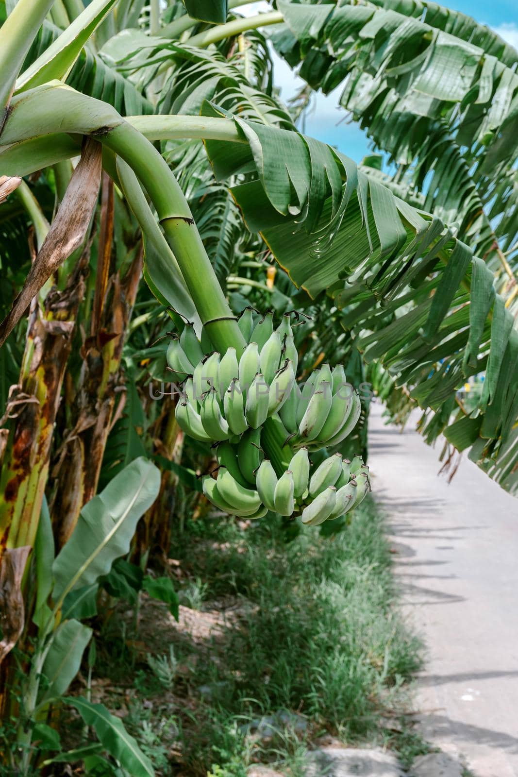 Group of green unripe bananas that are gathered on the same branch on a banana tree.