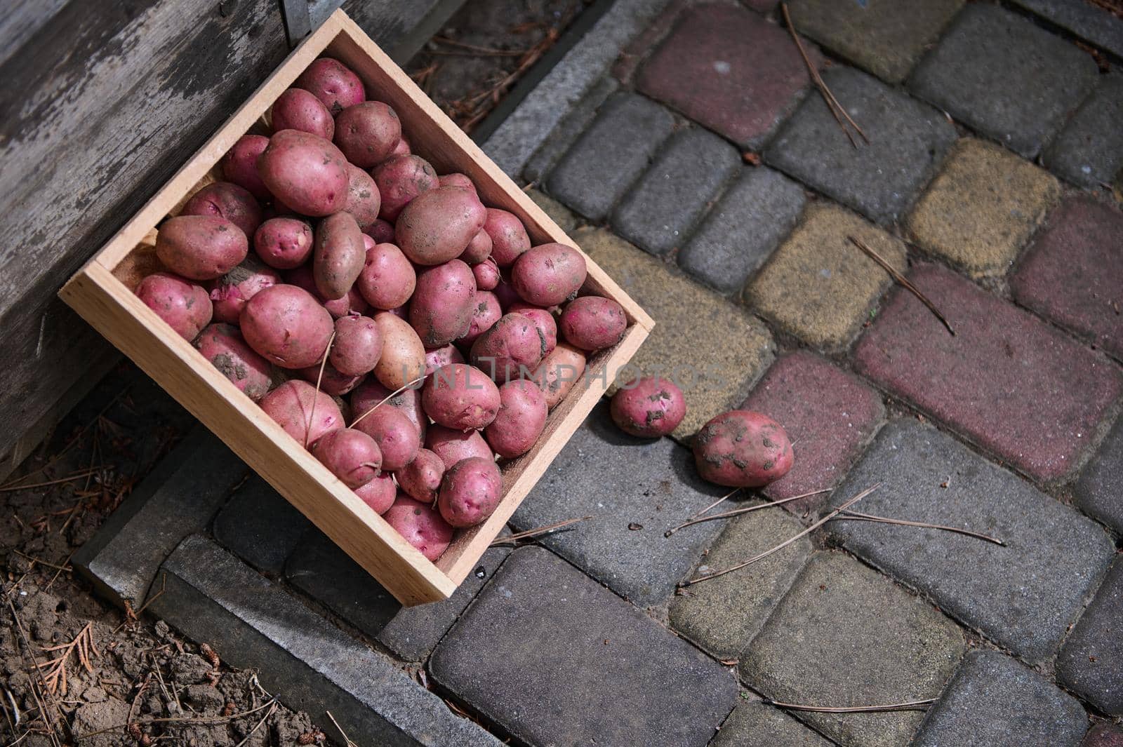 View from above of an eco wooden box with harvested crop of freshly dug organic pink potatoes on a rustic door background. Growing and harvesting vegetables in eco farm, for sale in farmer's markets.