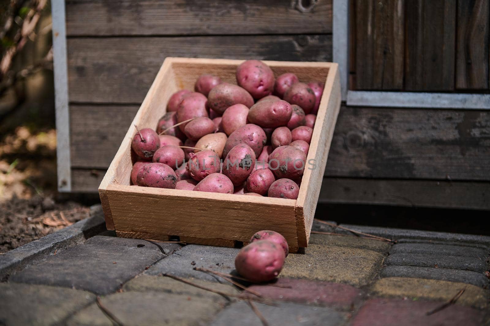 Eco wooden box with fresh harvested crop of red potatoes for sale at farmers market. Agribusiness. Cultivating and harvesting organic vegetables in ecologically-friendly farms and agricultural field