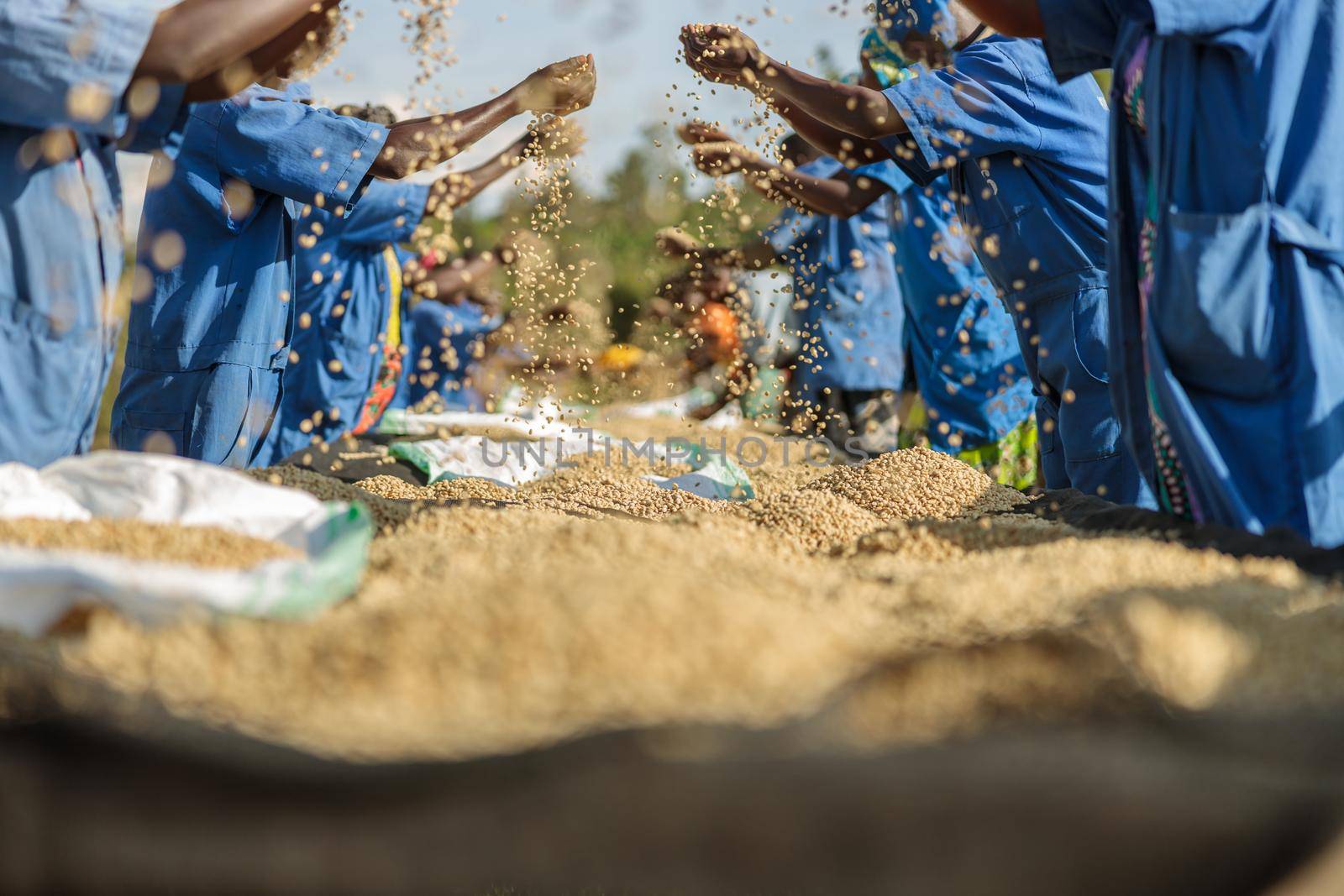 African American workers sorting out coffee beans by Yaroslav_astakhov