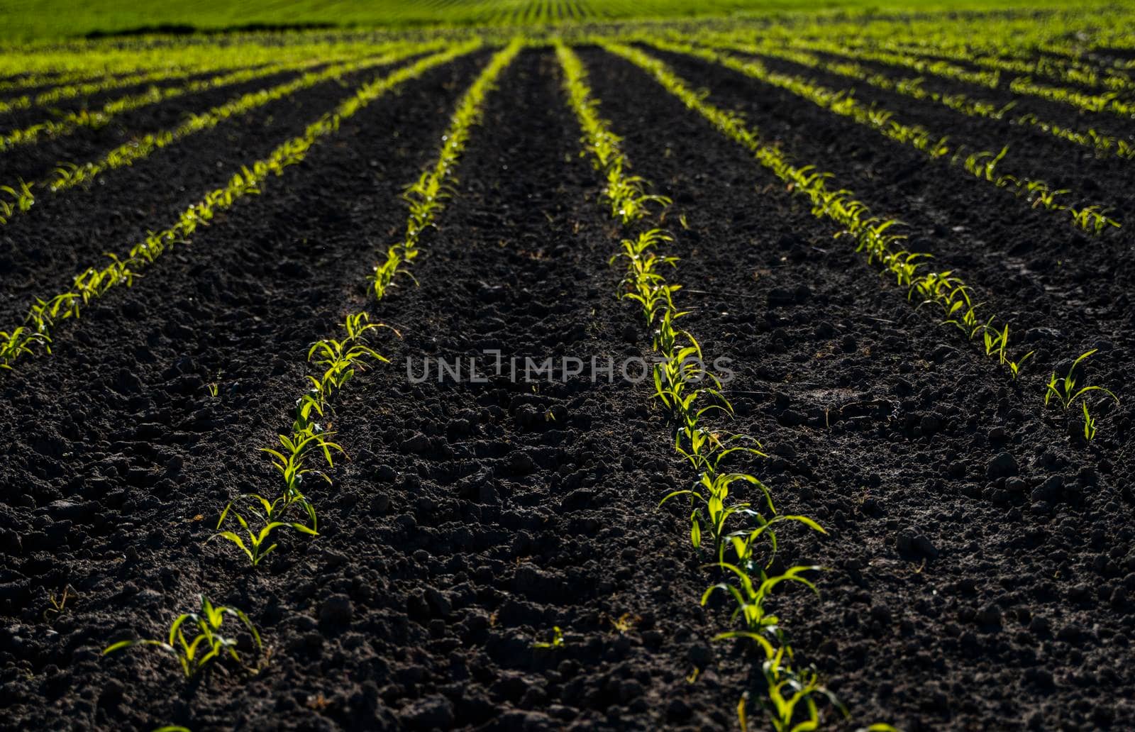 Agriculture concept. Rows of young green corn plants growing on a vast field with dark fertile soil. Agricultural process of cultivation of corn