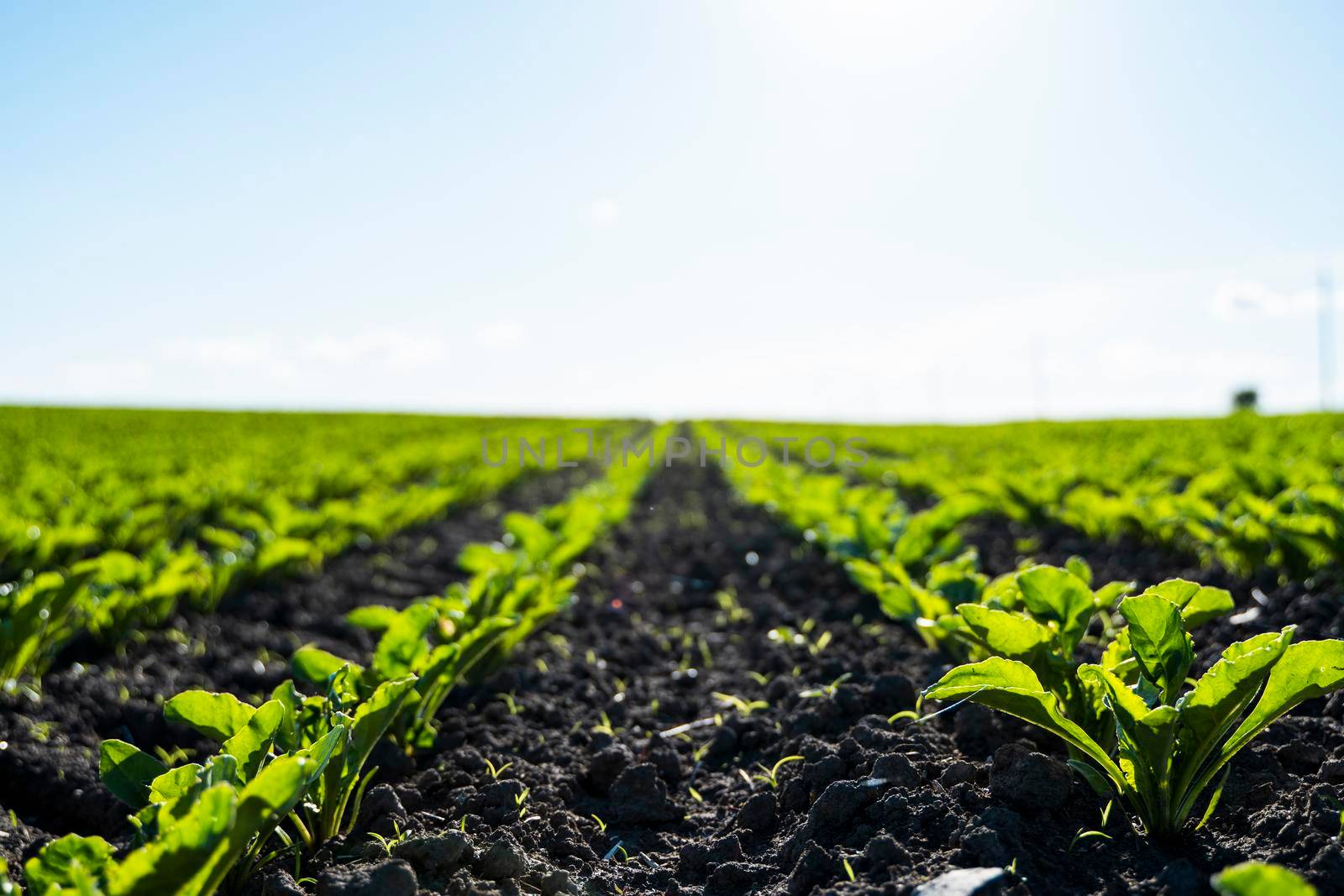 A row of young shoots of sugar beet. Agricultural beet plantation in the evening