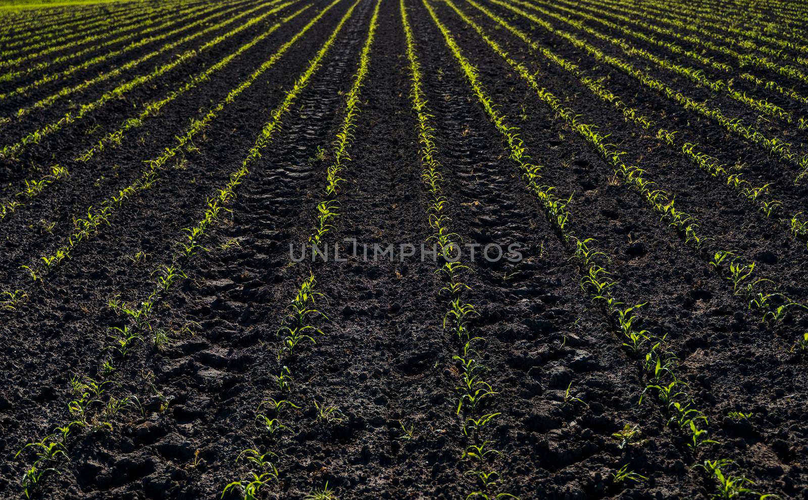 Green parallel lines of a young corn field. Maize plants just started to sprout and stalks are a few inches high. The field is just plowed and the ground is moist and clean of weeds. by vovsht