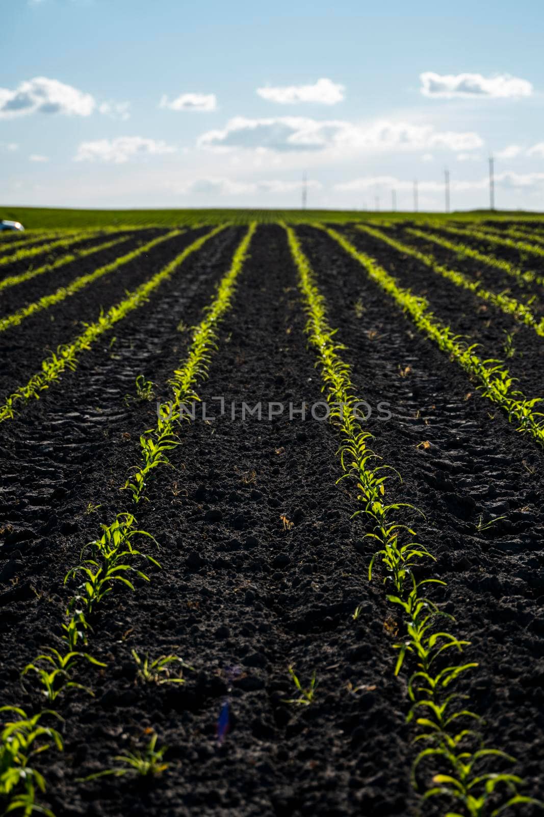 Cornfield. Rural landscape with a field of young corn. Rows of young green corn plants growing on a vast field with dark fertile soil. by vovsht