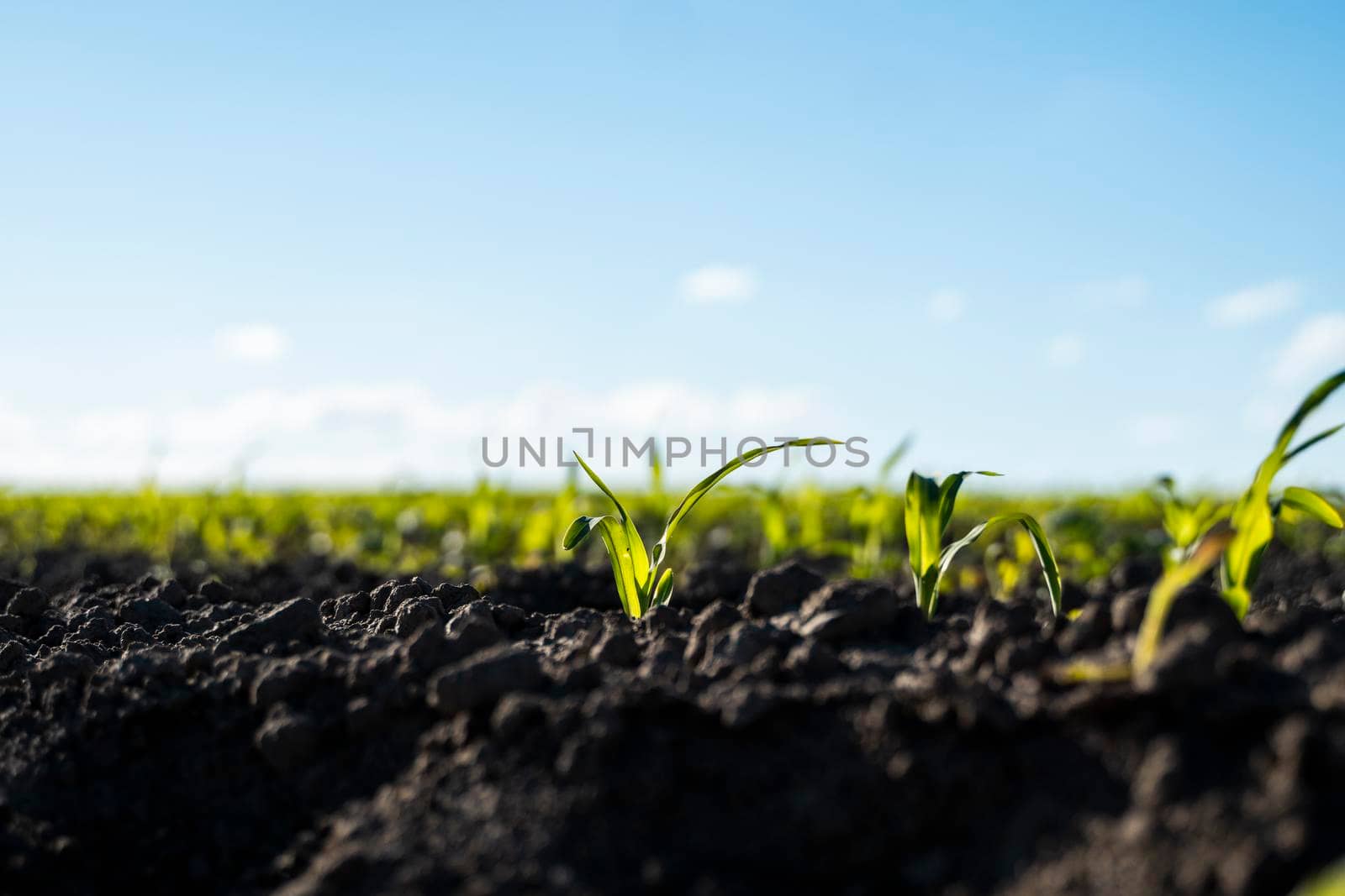 Young shoots of corn closeup. Fertile soil. Farm and field of grain crops. Agriculture. Rural landscape with a field of young corn