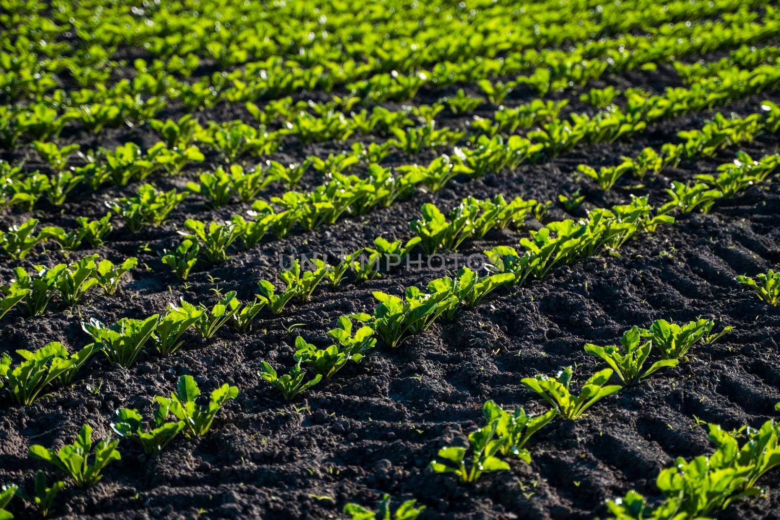 Rows of young sprouts of sugar beet in the phase of four leaves against the background of the rape field. Agriculture