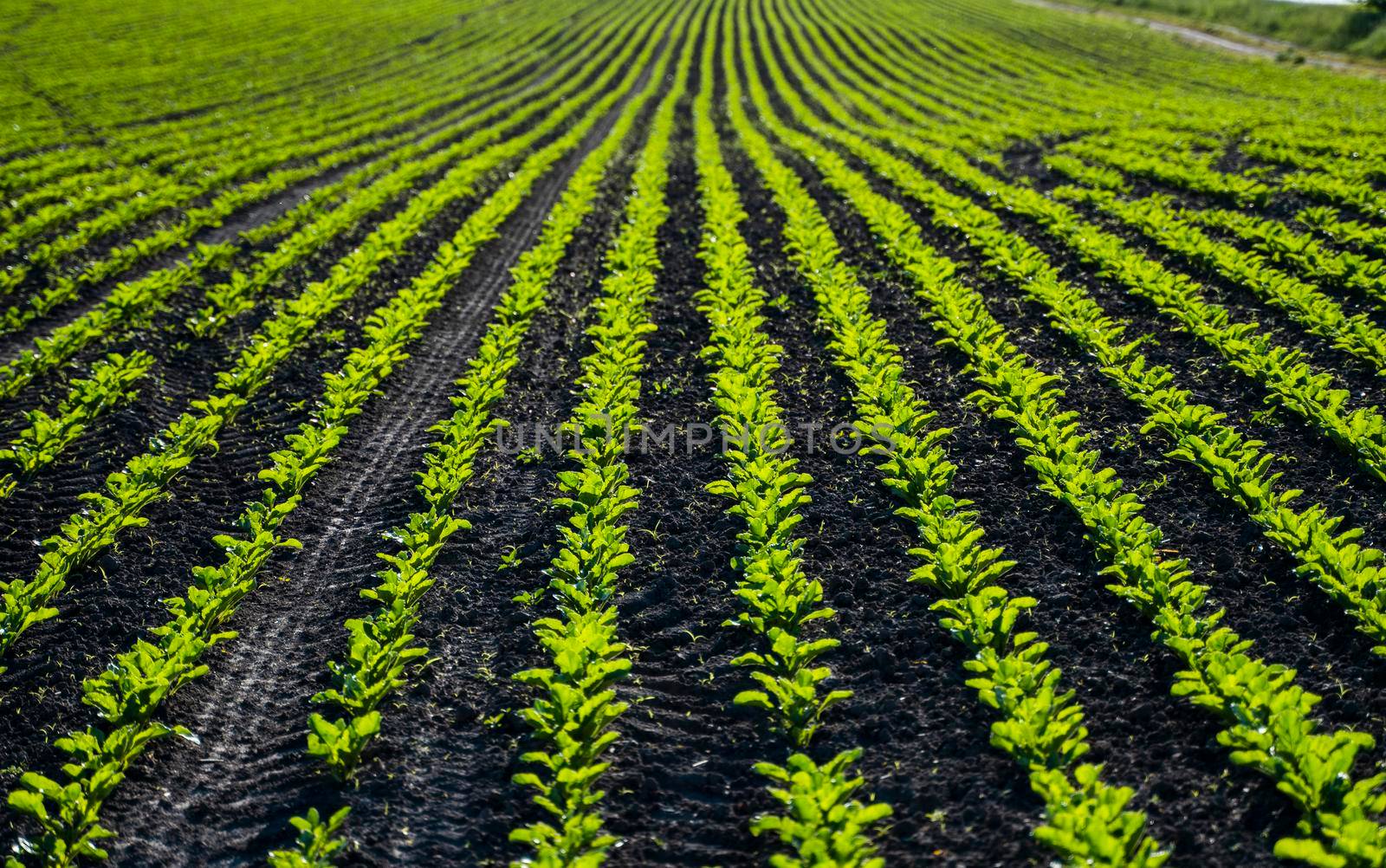 Red beet or sugar beet growing in soil. Fresh green leaves of beetroot. Row of green young beet leaves growth in organic farm. Close-up agricultural beet plantation