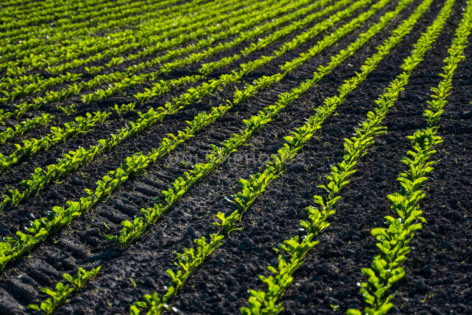 Red beet or sugar beet growing in soil. Fresh green leaves of beetroot. Row of green young beet leaves growth in organic farm. Close-up agricultural beet plantation. by vovsht